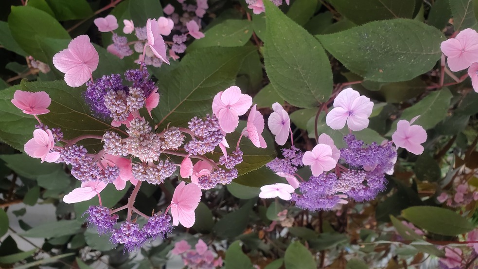 HYDRANGEA aspera Hydream chocolate 2