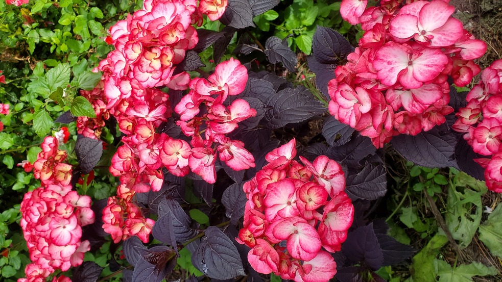 Hydrangea Black velvet 3