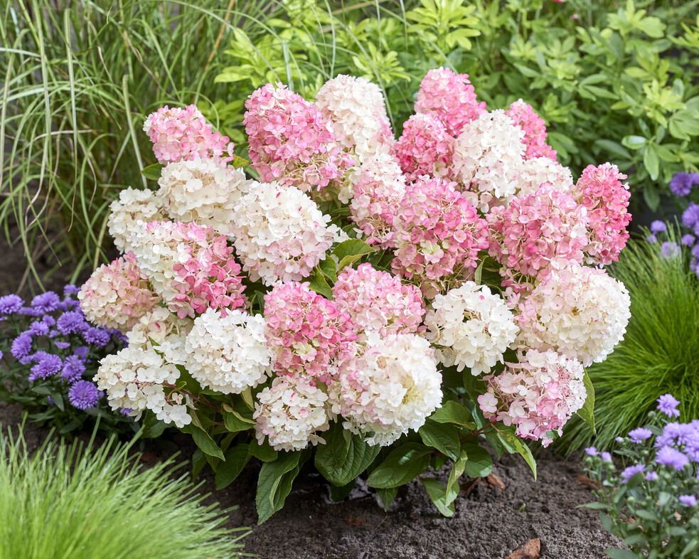 Hydrangea pan Little Blossom 3