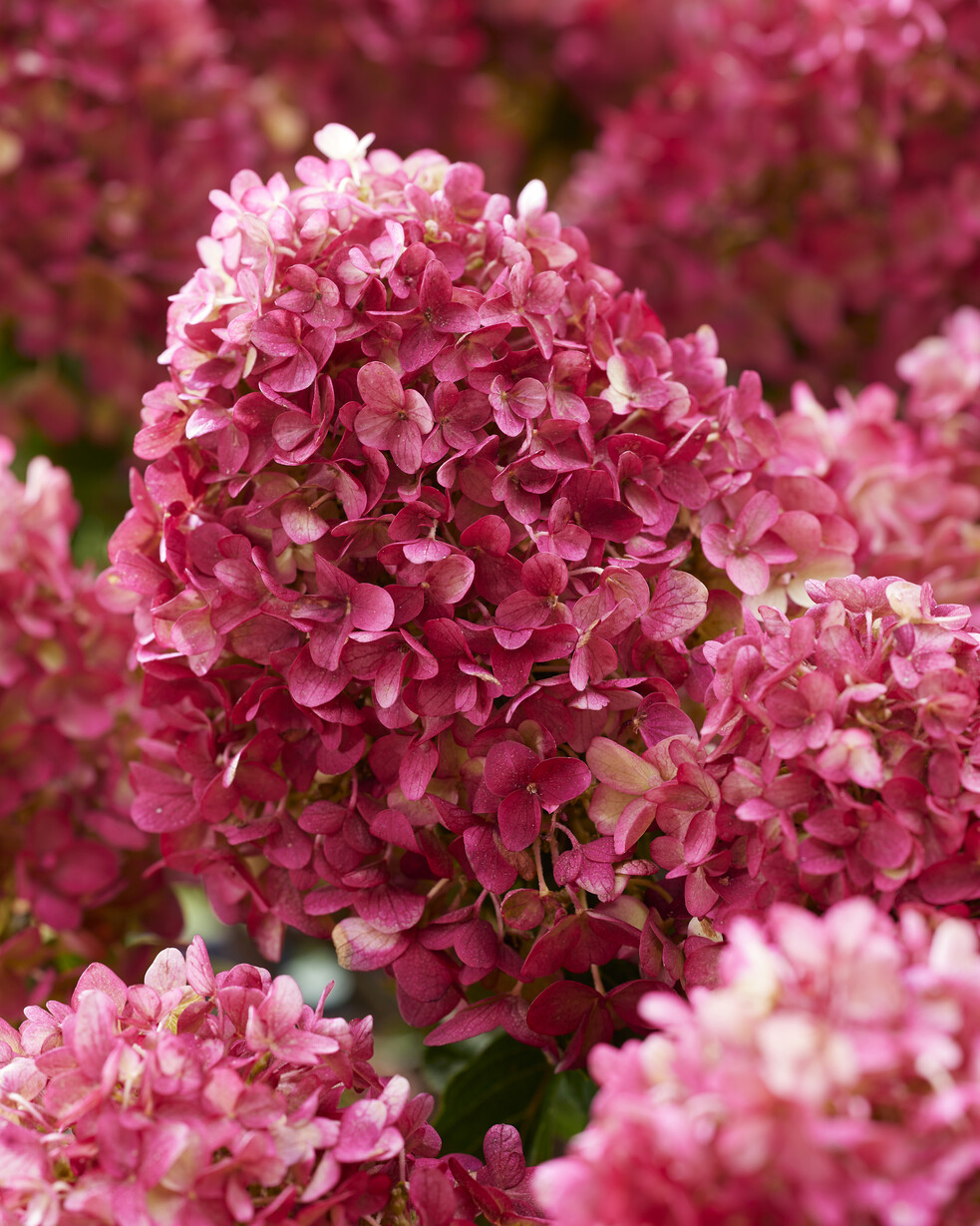 Hydrangea pan Little Rosy 4