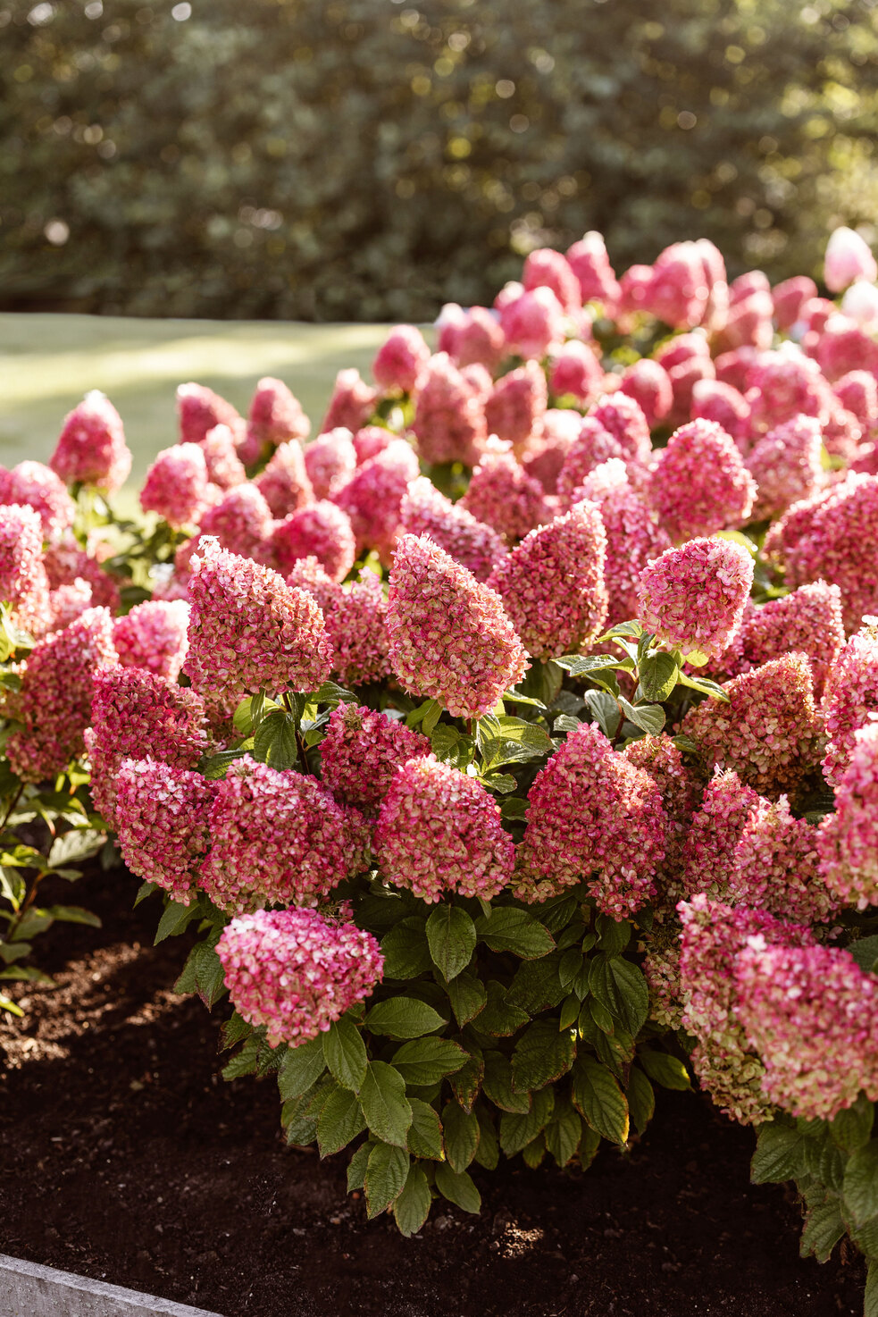 Hydrangea pan Pinky Promise 4
