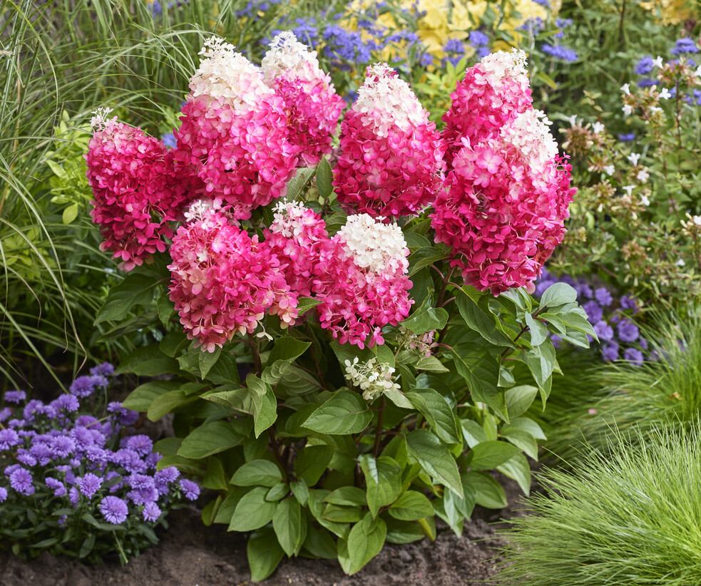 Hydrangea pan Red Velvet 5
