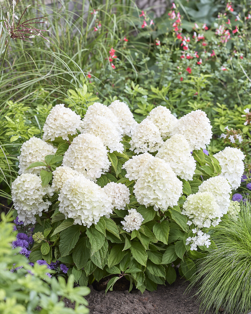Hydrangea pan Sugar Rush 1