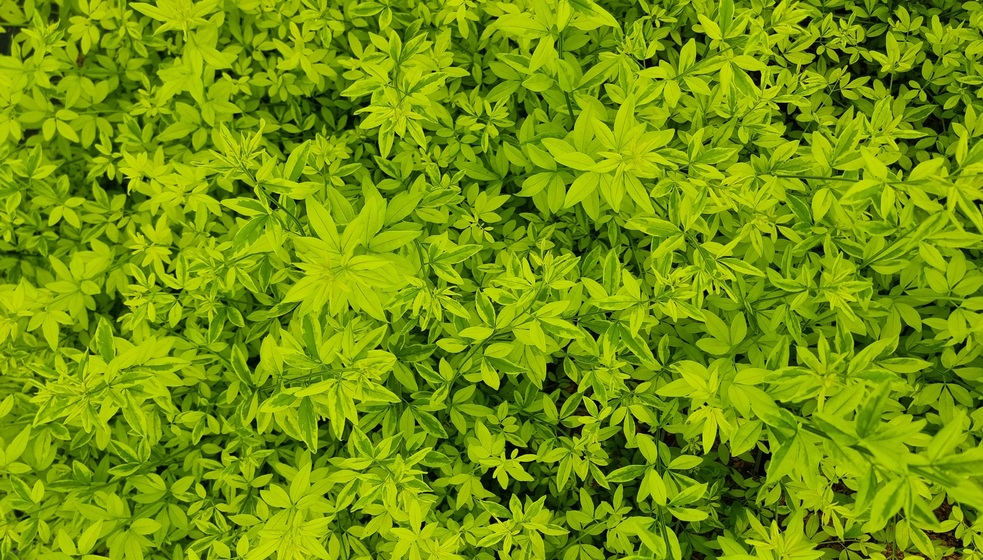 Jasminum mesnyi GOLD TOUCH 1