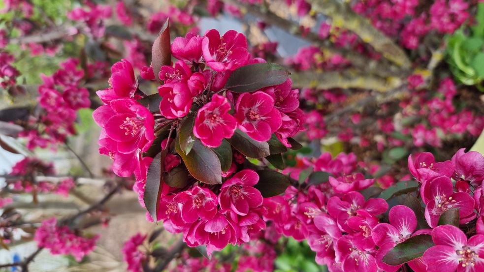 Malus le phare 4