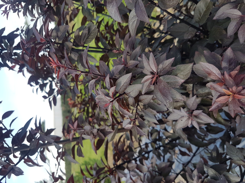 Prunus cerasifera CHOCO CREME B RS PND 1