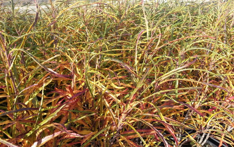 RHAMNUS RON WILLIAM'S