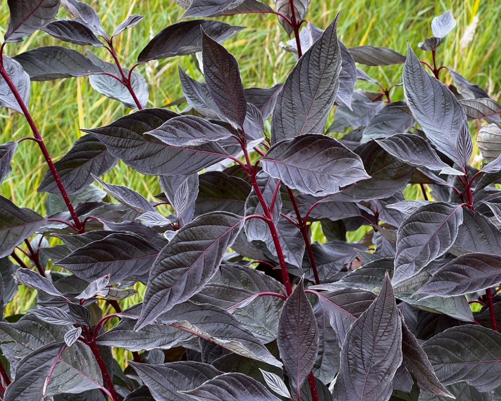 Cornus alba NightFall «Verpaalen 3»