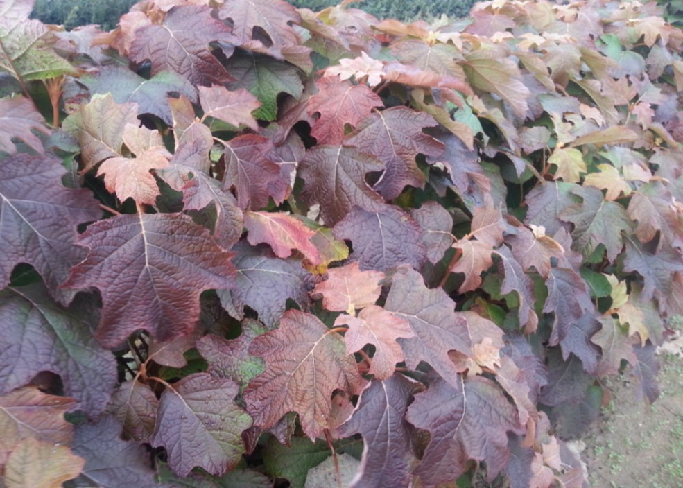 HYDRANGÉA QUERCIFOLIA ALICE