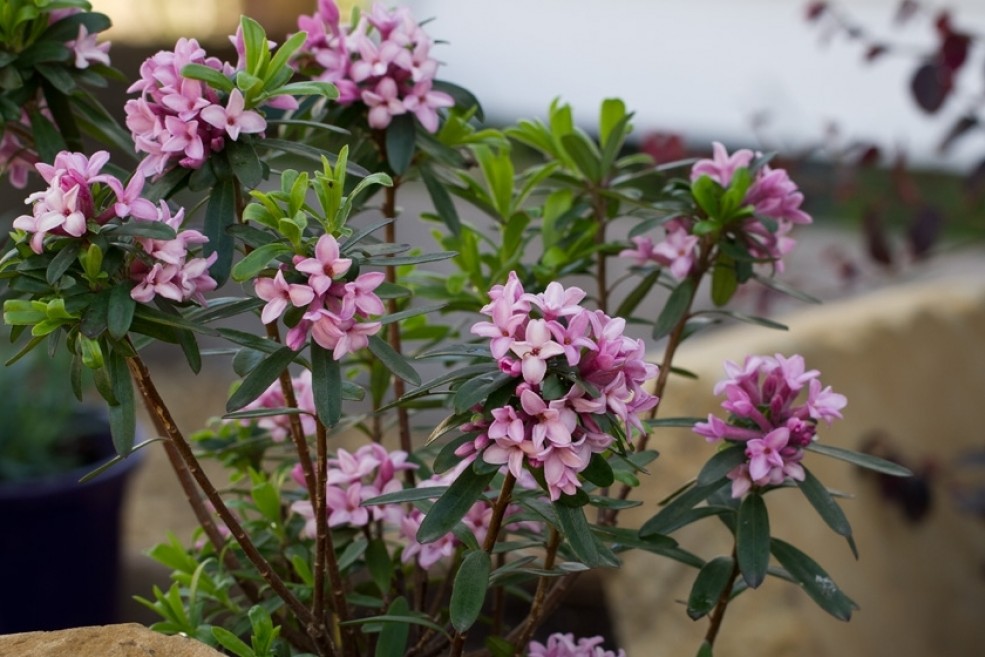 POTENTILLE BELLISSIMA «HACHLISS»