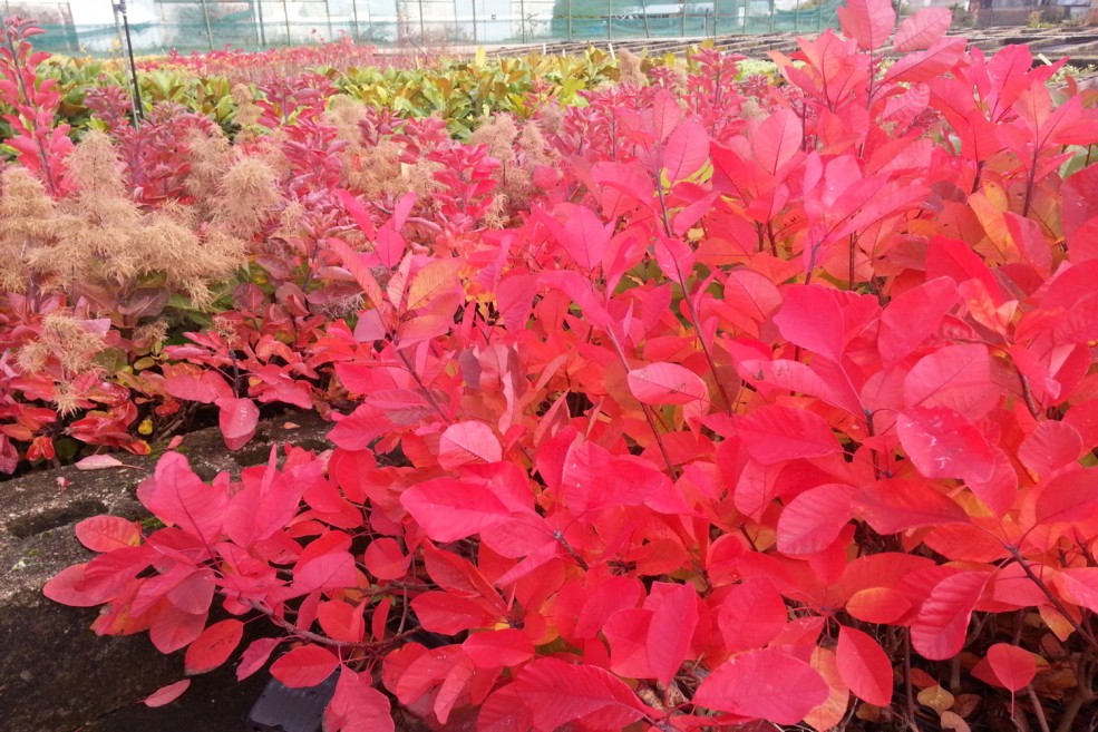 COTINUS FLAME
