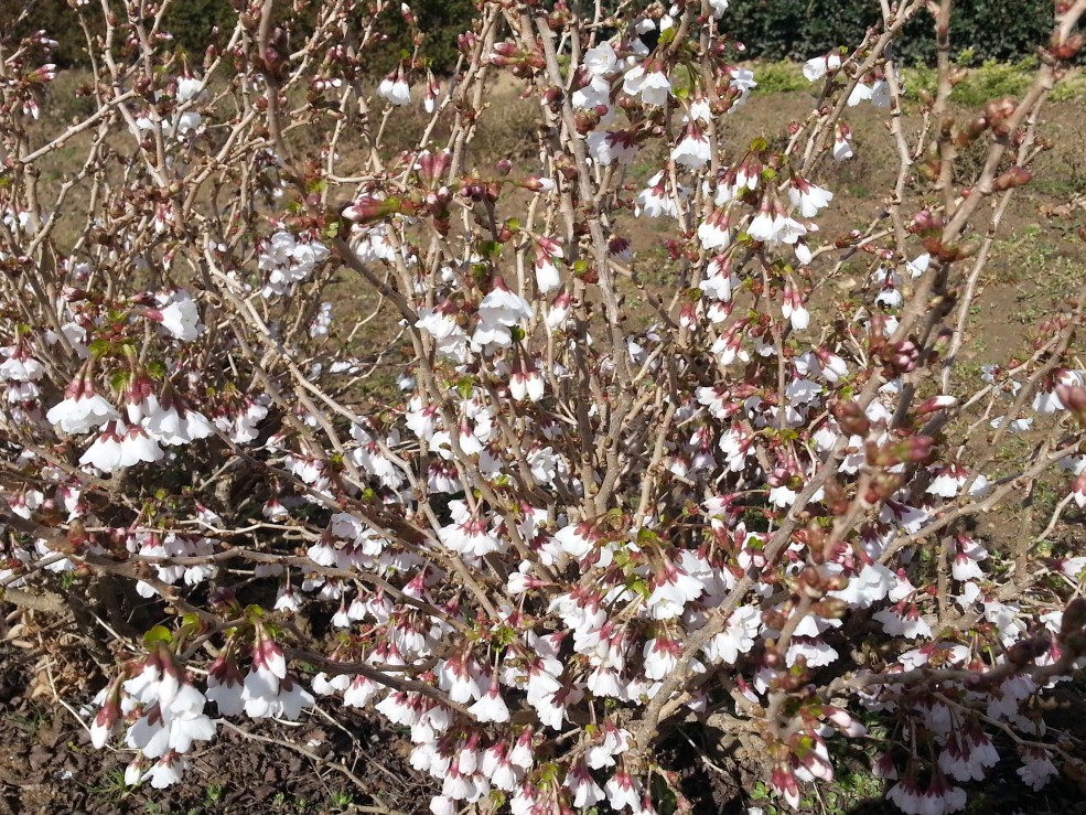 POTENTILLE DOUBLE PUNCH ® PEACH
