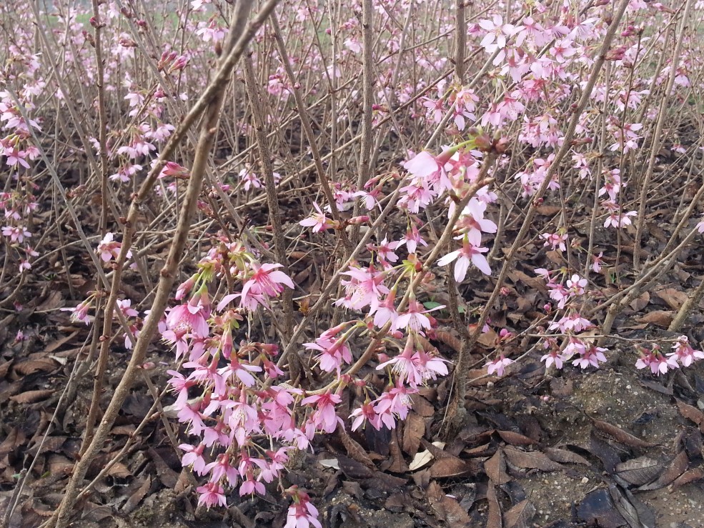 WEIGELA MAGICAL ® RAINBOW