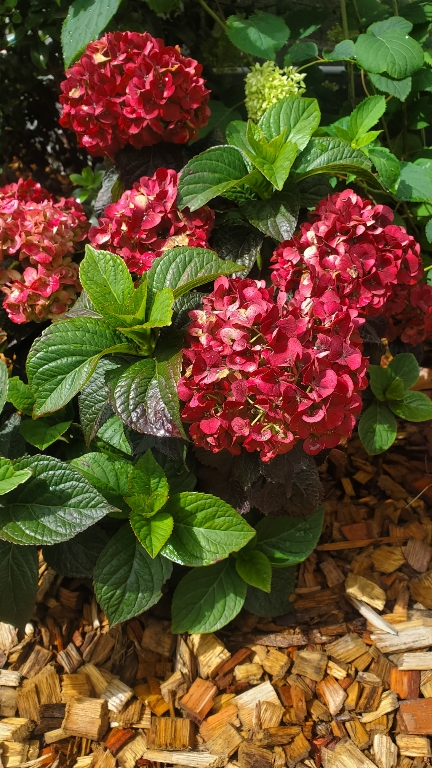 Hydrangea mac pavlova Juwhite 8