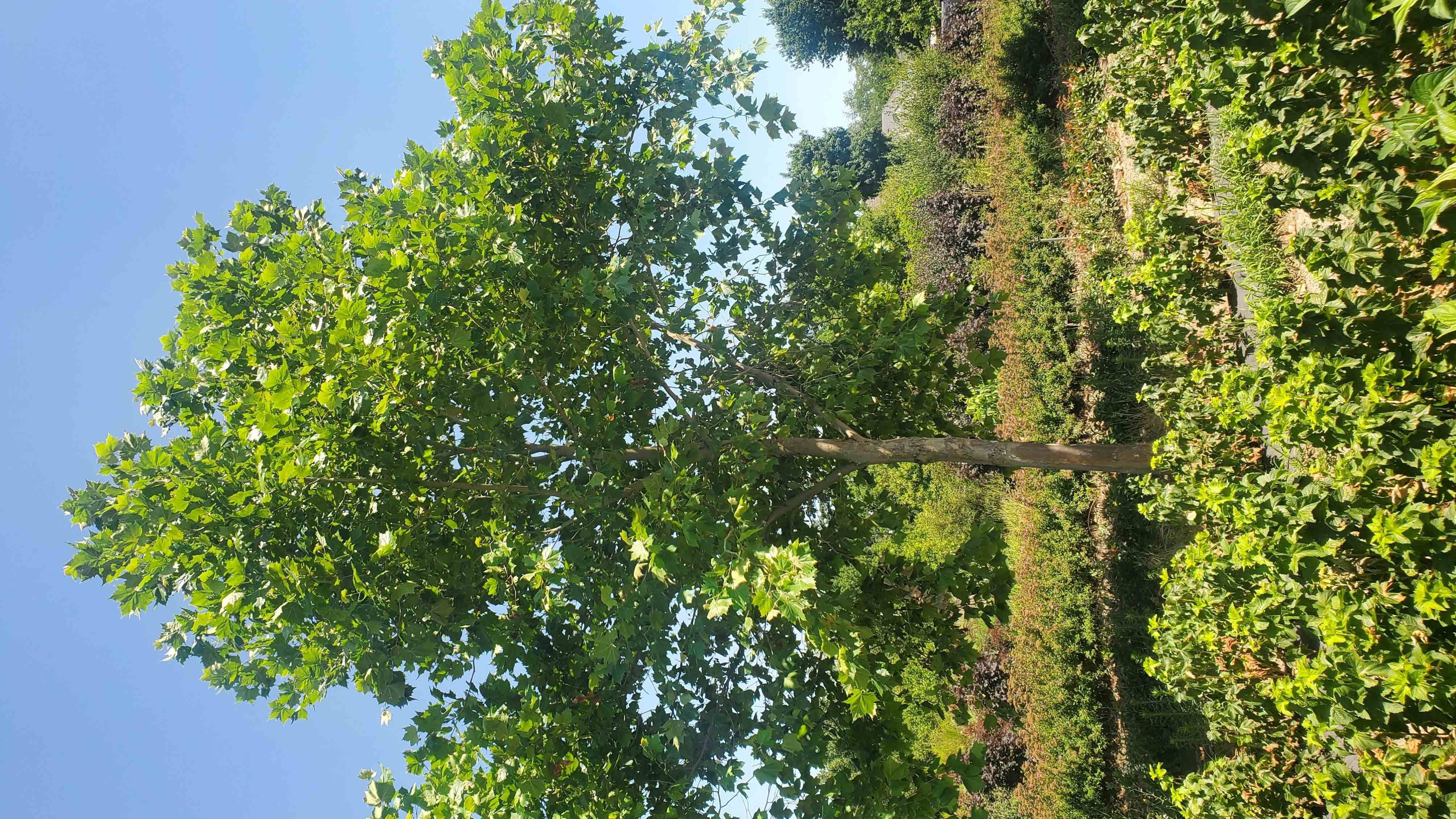 Platanus Endura FA A17 2