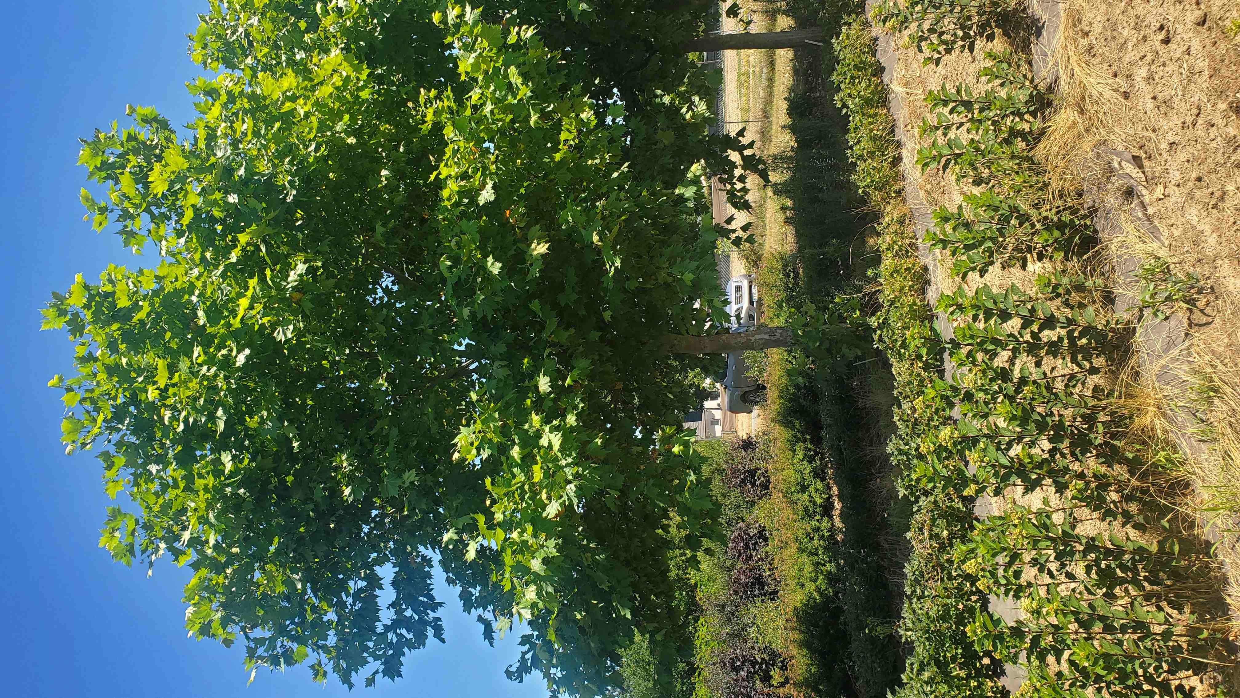 Platanus Endura Sol 8R61 2