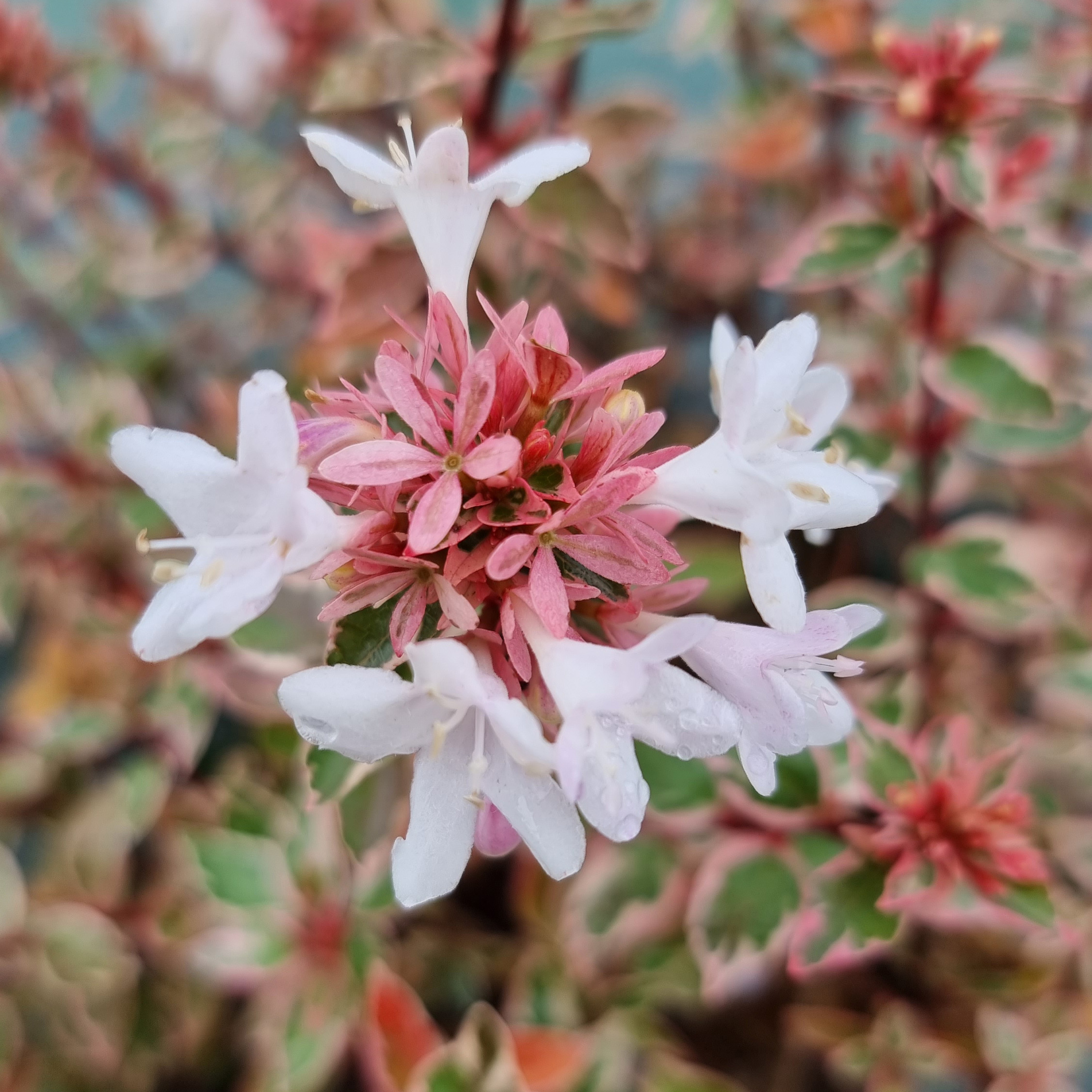 Abelia pink silver 1 4