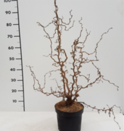 Corylus Médusa 