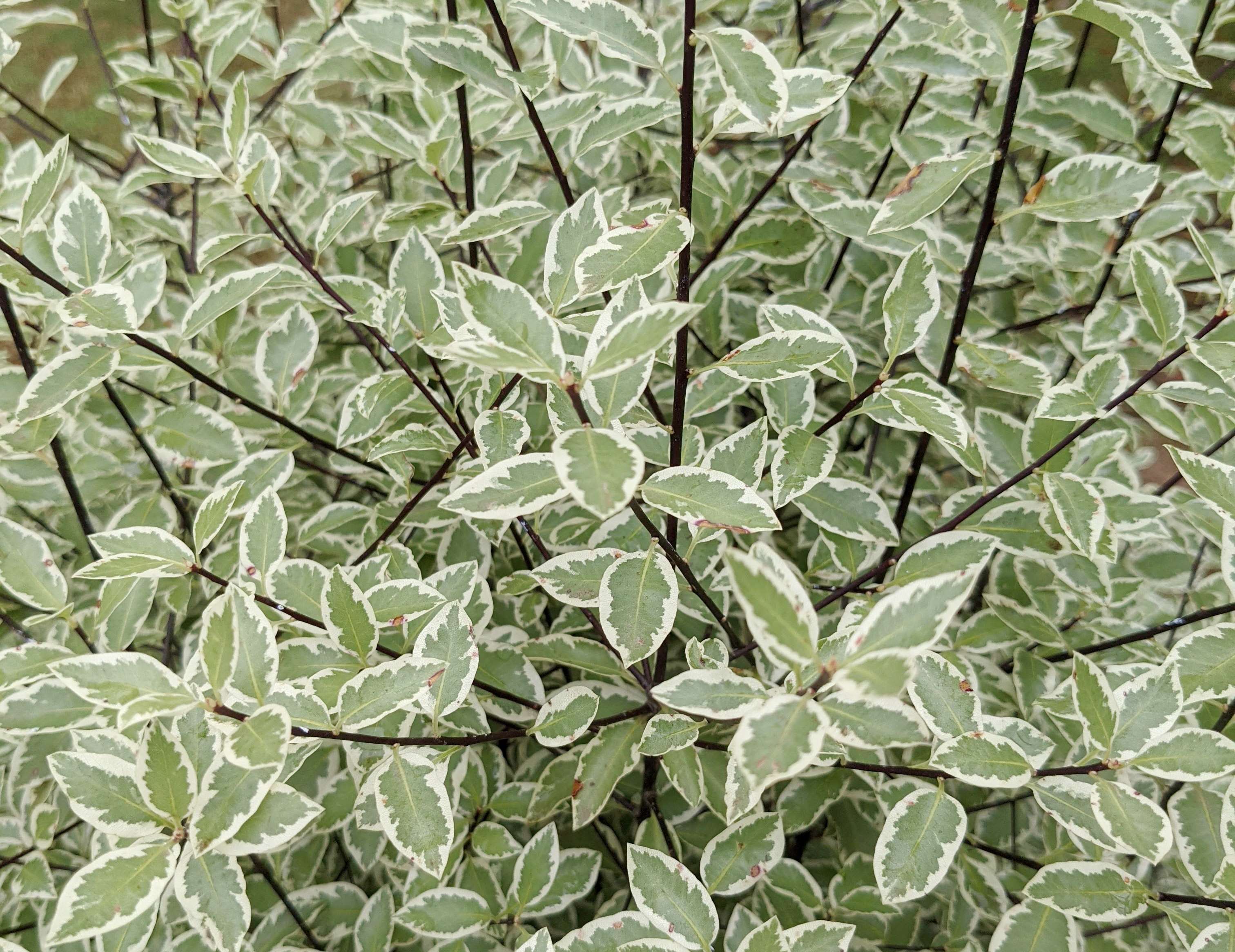 Pittosporum Snow Leopard 4