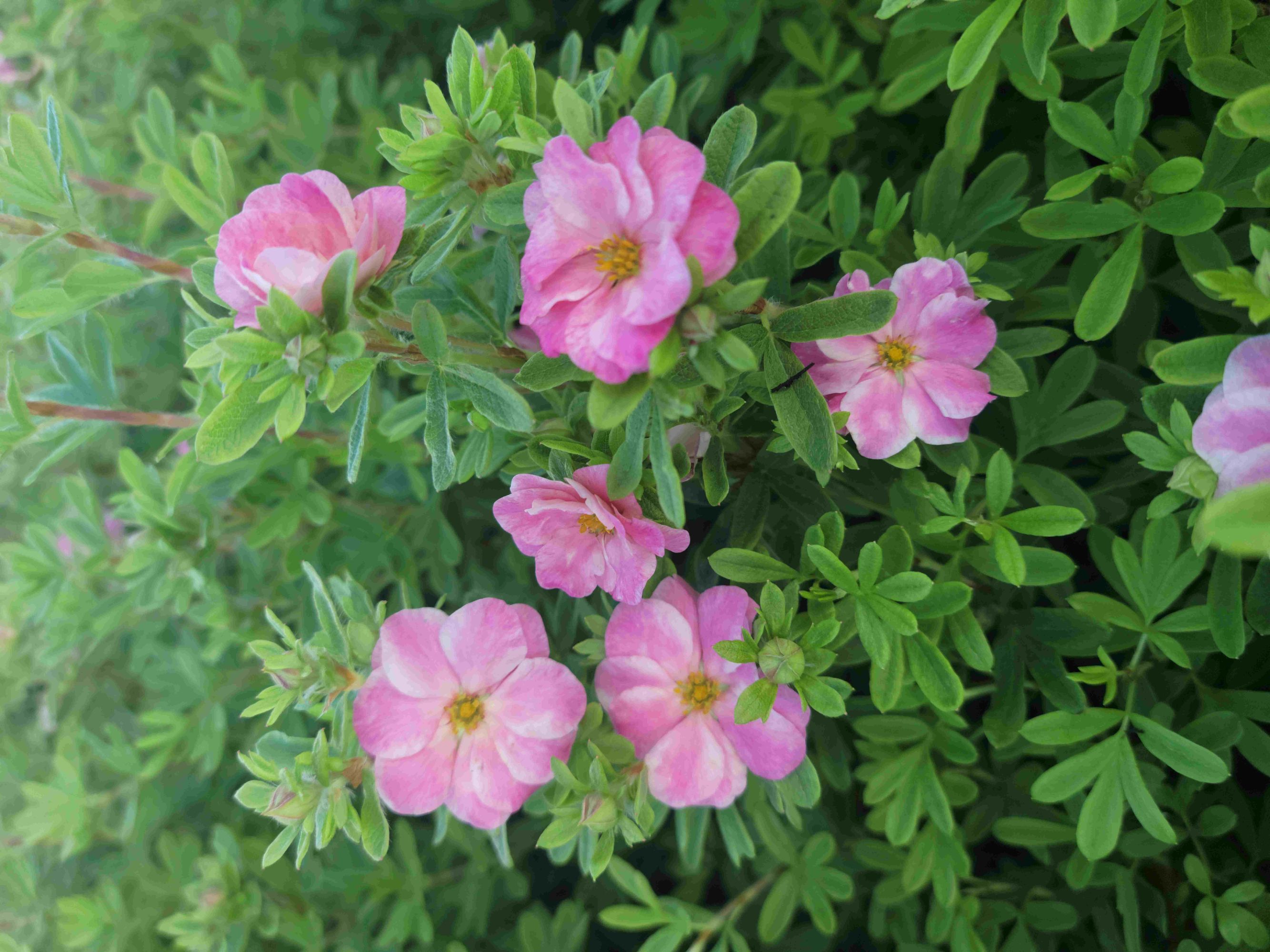 Potentilla Double Punch Pink 5.jpg2