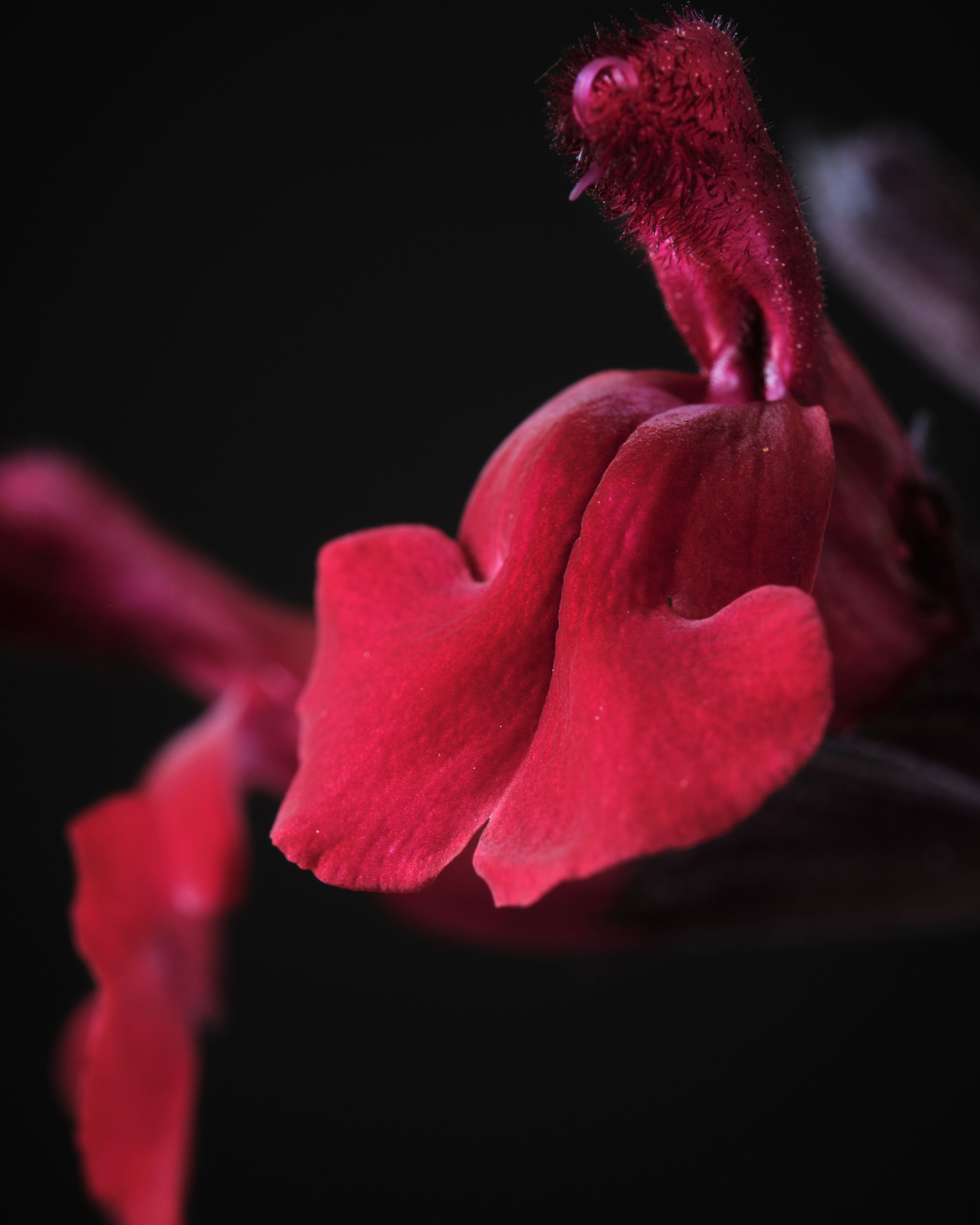 Salvia Magical Zambesi 2