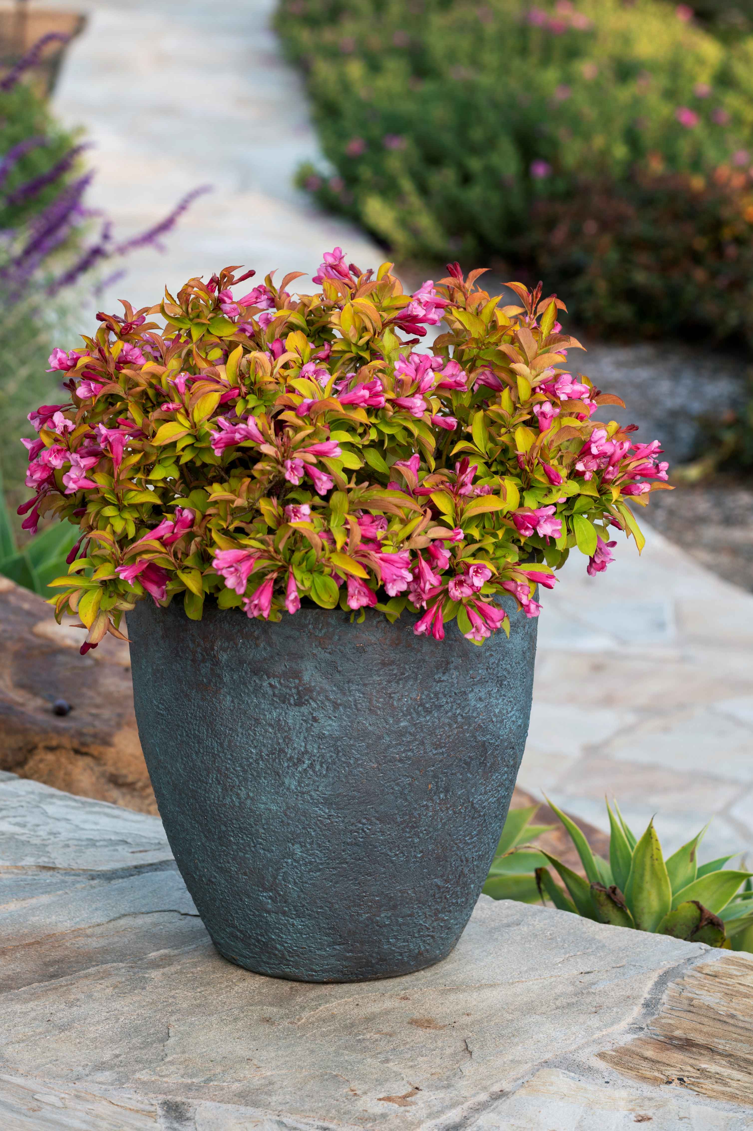 Weigela PRISM Magic Carpet 1