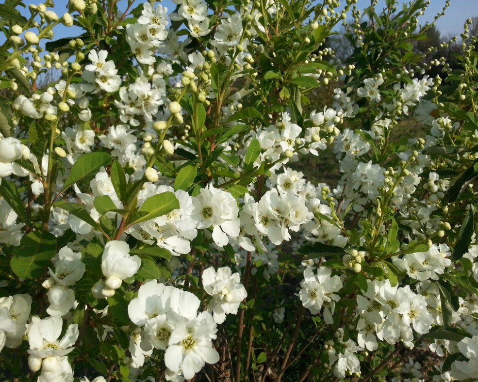 Exochorda magical ® Springtime