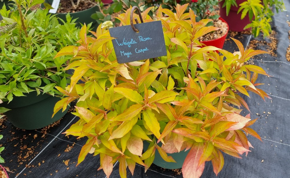 WEIGELA Florida Prism&reg; Magic Carpet