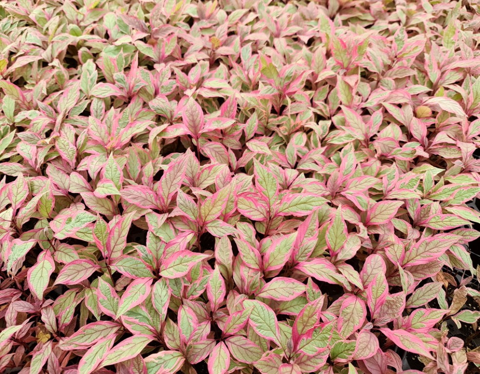 Cornus alba Miracle &laquo;Verpaalen&raquo;