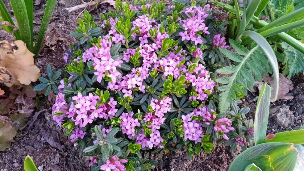 Daphn&eacute;e collina Garden