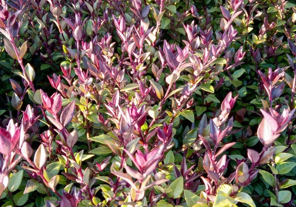 Lonicera garden clouds ® Purple Storm