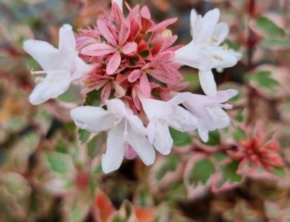 Abelia Pink Silver &reg; &laquo;CAUSIL&raquo;
