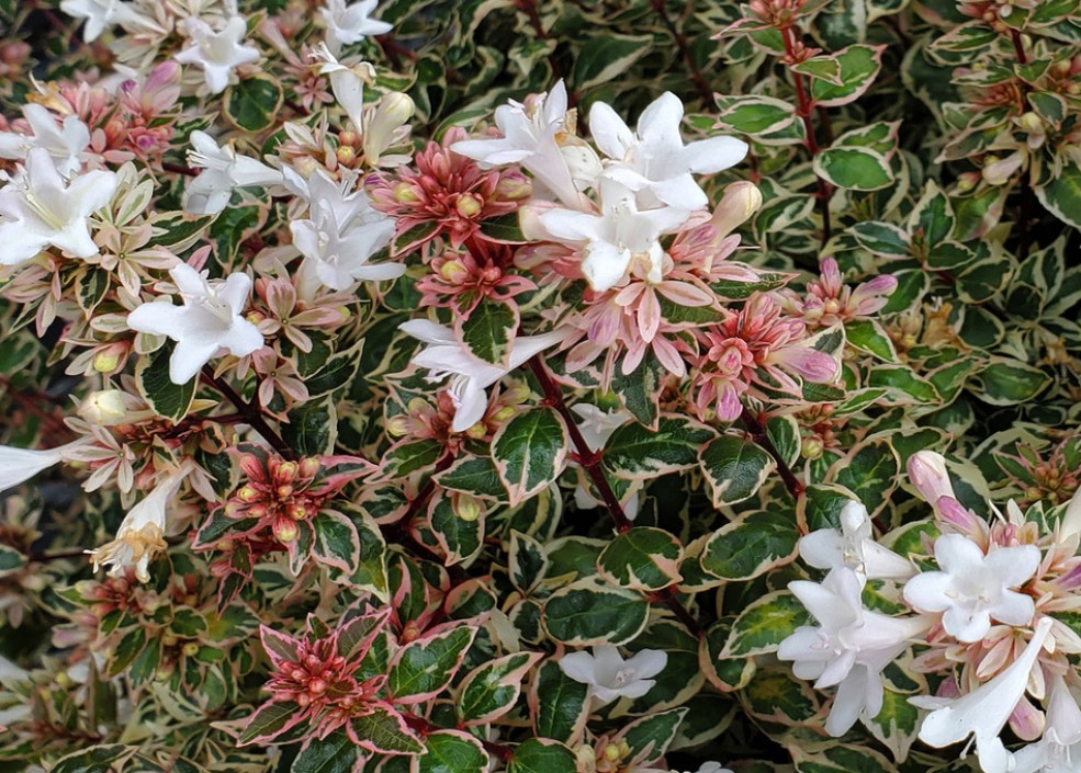 Abelia Pink Silver &reg; &laquo;CAUSIL&raquo;
